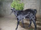 Black Jamuna 2 Goats