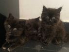 Black Persian Kittens