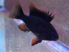 Black Ramirezi