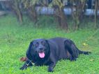 Black Labrador Dog for Crossing