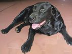 Black Labrador for Crossing
