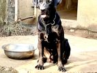 Black Labrador Male Dog for Crossing