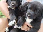 Black Labrador Puppies