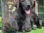 Black Labrador Retriever Puppies