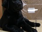 Black Labradore Puppy