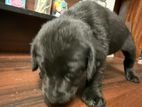 Black Labrador Puppies