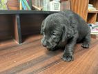 Black Labrador