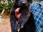 Black Lion Shepherd Puppies