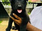 Black Lion Shepherd Puppies