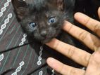 Black Little Kitty for Kind Home
