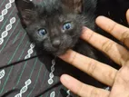Black Little Kitty for Kind Home