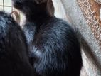 Black Little Female Kitten for Kind Home
