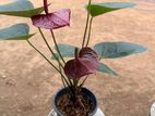 Black Love Anthurium Plants