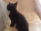 Black Maine coon