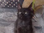 Black Persian Kitten