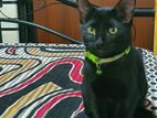 Black Male Kitten for Kind Home