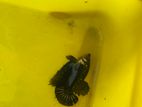 Black Mamba Betta