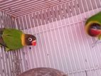 Black masked African Lovebirds