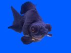 Black Moor Goldfish (Goggle Eyes)