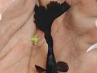 Black Mosco Guppy