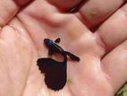 Black Moscow Guppy
