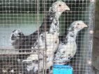 Black Mottled Brahma