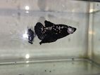 Black Mumba Betta Fish