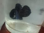 Black Mamba Betta