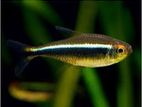 Black Neon Tetra Fish