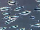 Black Neon Tetra