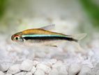 Black Neon Tetra