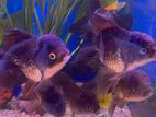 Black Oranda Fish