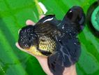 Black Oranda Gold Fish