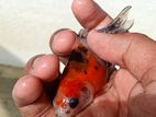 Black Oranda Goldfish