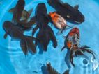 Black Oranda (Goldfish)
