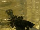 Black Orchid Crowntail Betta Fish Pair