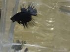 Black Orchid Crowntail
