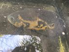 Black Oscar Fish
