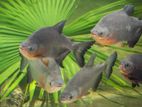 Black Pacu 1feet fish