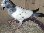 Pigeon