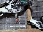 Black Pakistan Pigeon