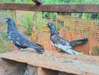 Black Pakistan Pigeon