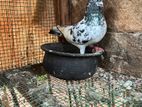 Black Pakistan Pigeons