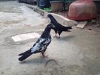 Pigeons