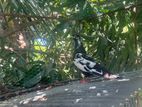 Black Pakistan Pigeon