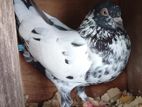 Black Pakistan Pigeon