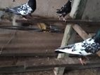Black Pakistan Pigeon