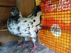 Black Pakistan Pigeons