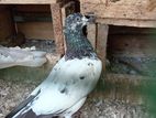 Pigeon