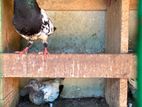 Black Pakisthan Pigeon